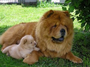 Chow chow mom and puppy