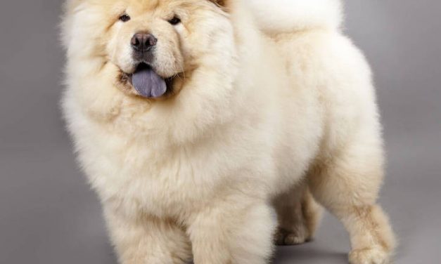 Do you want a Chinese dog? Maybe the Chow is the breed for you!