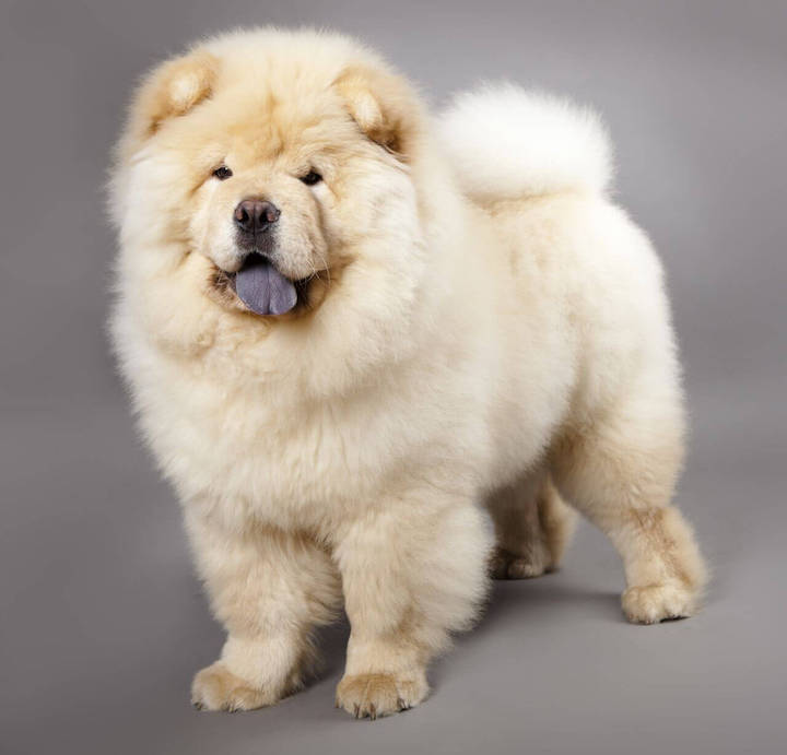 Do you want a Chinese dog? Maybe the Chow is the breed for you!