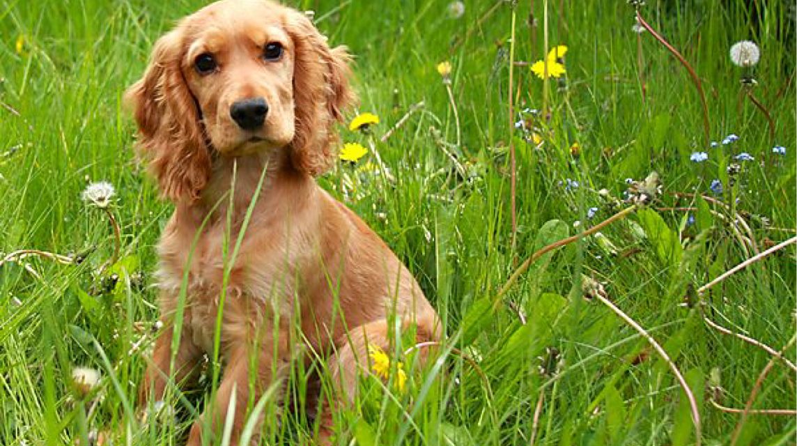 Is a Cocker Spaniel Right for You?