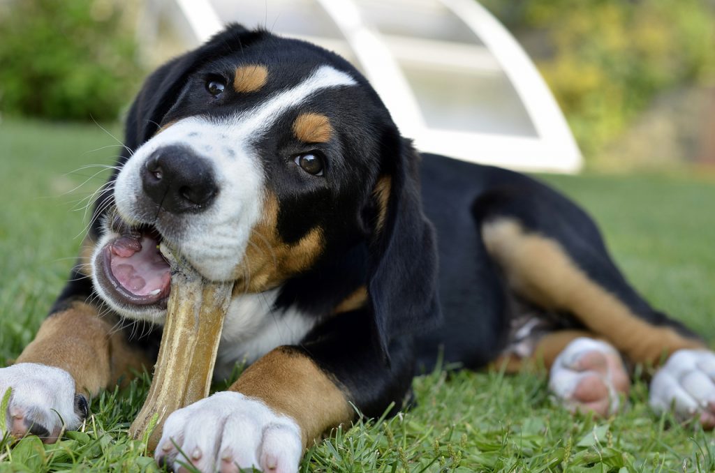 How To Stop Your Dog Chewing